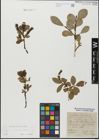 Foto von Salix glabra Scop.